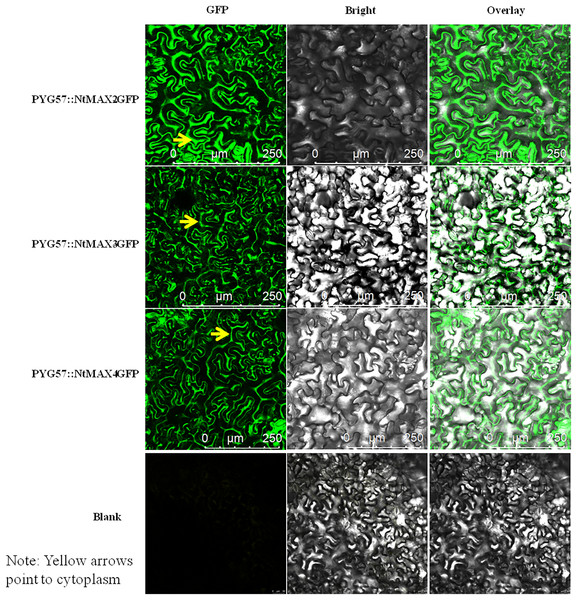 Subcellular localization of NtMAX2/3/4 in tobacco.