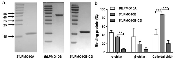 Substrate binding ability and activity of BtLPMO10A, BtLPMO10B and BtLPMO10B-N.