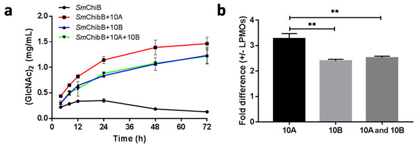 Synergetic effects of BtLPMO10A (10A) and BtLPMO10B (10B) to chitinase.