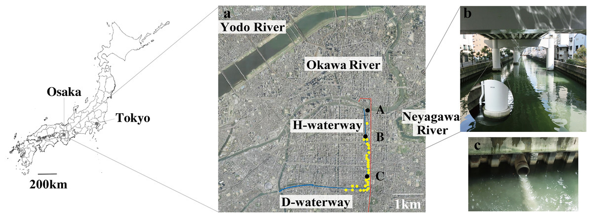 Microbial community composition and function in an urban waterway