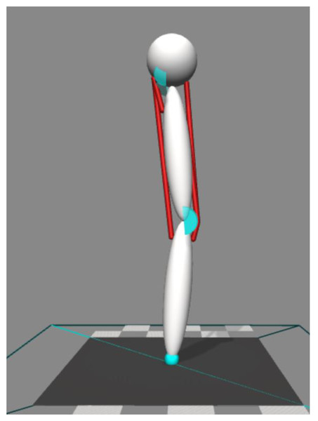Four muscles model to perform two-dimensional forward dynamic simulation.
