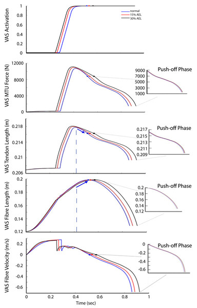 VAS activation, MTU force, tendon length, fiber length, and fiber velocity across normal, 15% AEL, and 30% AEL conditions.