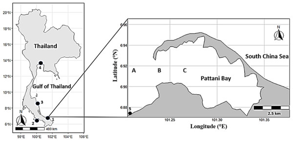 Map of the study area along coastal waters of Thailand (left) and Pattani bay (right).
