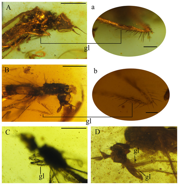 Fore tibial gland in Grimaldipeza coelica n. gen. et sp. (Diptera: Hybotidae), from El Soplao outcrop, Cantabria, Spain (middle Albian in age).