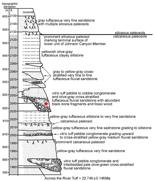 John Day Formation stratigraphic section at Johnson Canyon East (UCMP Loc. V-6432), near Kimberly OR (redrawn and modified from Hunt Jr & Stepleton, 2004).