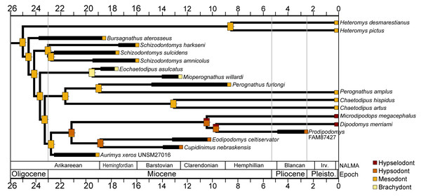 Crown height evolution of crown-group heteromyids.