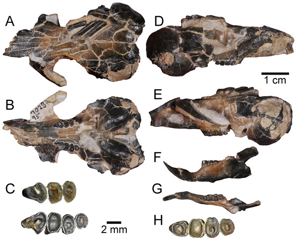 Holotype specimen of Aurimys xeros from the Johnson Canyon Member of the John Day Formation.