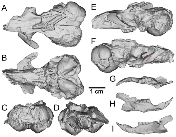 Three-dimensional reconstructions of UNSM 27016, holotype specimen of Aurimys xeros, based on micro-CT data.