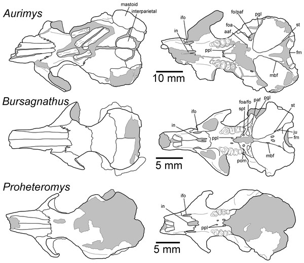 Morphology of the dorsal and ventral views of the skulls of Aurimys xeros (UNSM 27016), Bursagnathus aterosseus (UCMP 56279), and Proheteromys latidens (UCMP 150688).
