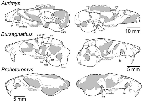 Morphology of the lateral views of the skulls of Aurimys xeros (UNSM 27016), Bursagnathus aterosseus (UCMP 56279), and Proheteromys latidens (UCMP 150688).