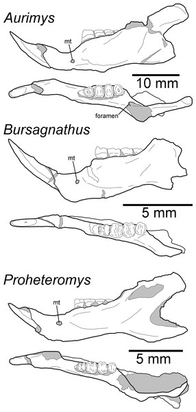 Morphology of the occlusal and lateral views of the dentary of Aurimys xeros (UNSM 27016), Bursagnathus aterosseus (UCMP 56279), and Proheteromys latidens (UCMP 150688).