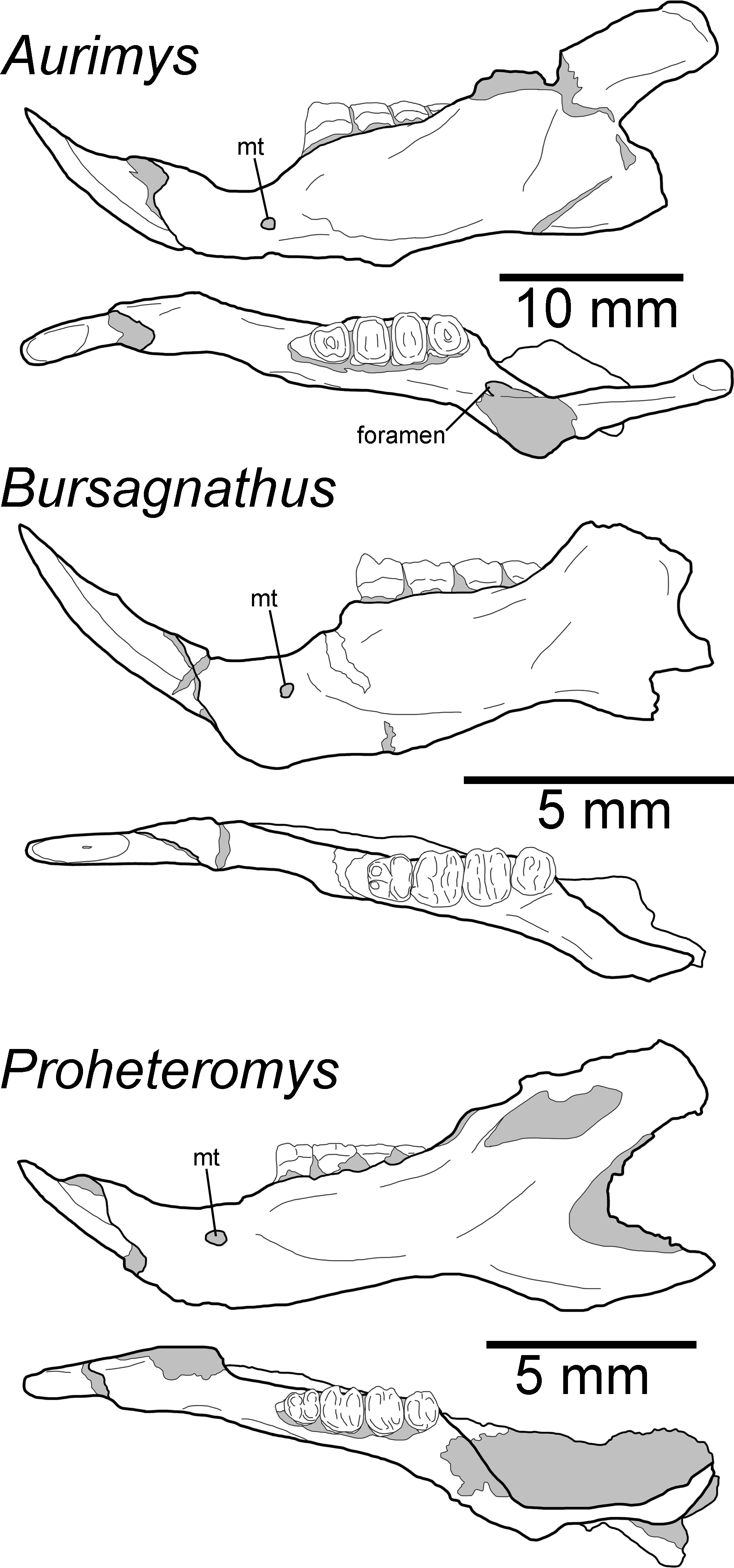 The earliest dipodomyine heteromyid in North America and the ...