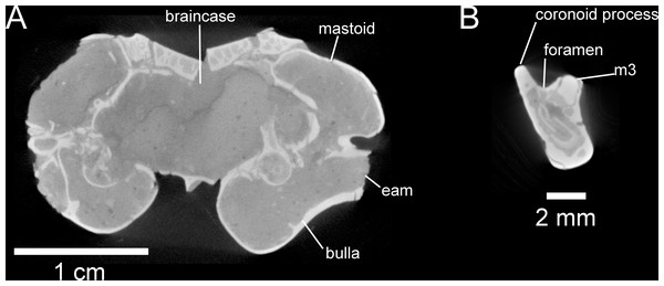 Selected anatomical traits of UNSM 27016, holotype specimen of Aurimys xeros, evident in micro-CT data.