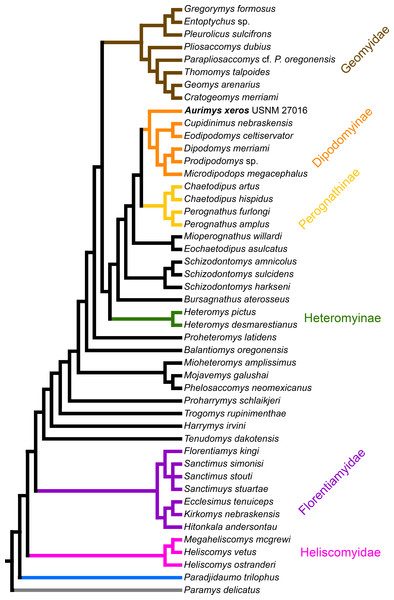 Consensus cladogram based on 27 most-parsimonious trees from parsimony analysis, derived from a matrix of 96 characters scored for 47 rodent taxa.