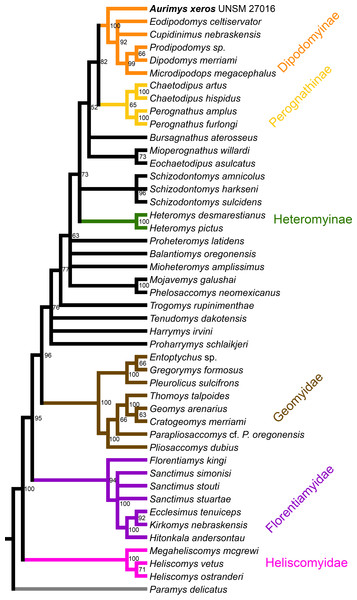 Maximum clade credibility tree recovered from phylogenetic analysis using Bayesian inference, derived from a matrix of 96 characters scored for 45 geomorph rodent taxa using Paramys delicatus as the outgroup.