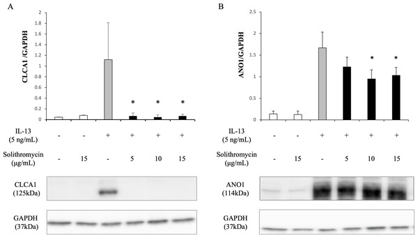 Western blot analysis of CLCA1 and ANO1 activation with exposure to IL-13 (0 or five ng/mL) and solithromycin (0, 5, 10 or 15 µg/mL) for 14 days.