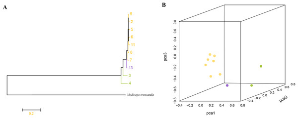 (A) Root evolutionary tree of total M. polymorpha accessions with M. truncatula as outgroup. (B) Principal components analysis.