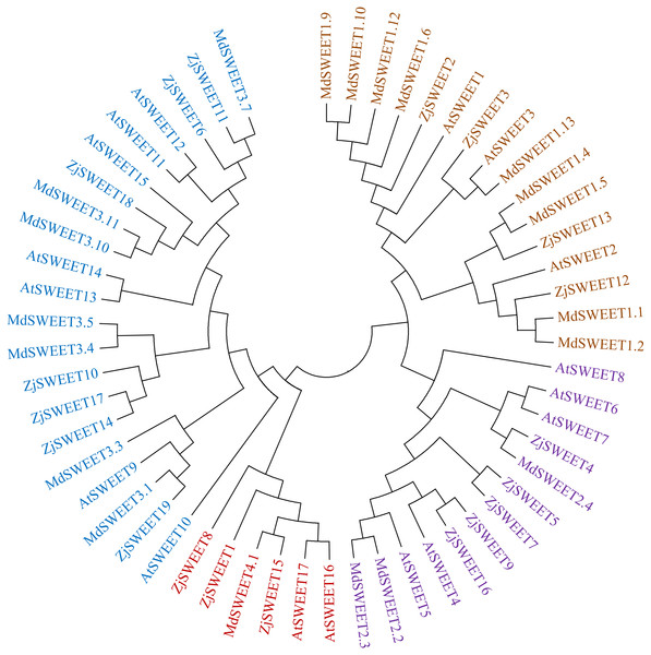 The phylogenetic analysis of ZjSWEETs, MdSWEETs and AtSWEETs protein sequences.