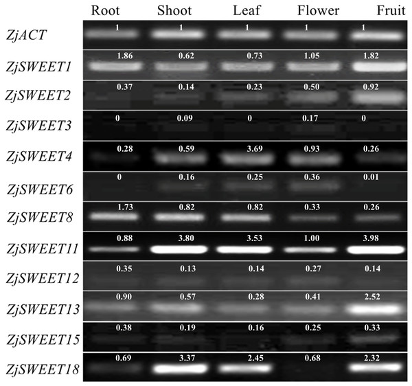 Expression patterns of ZjSWEETs in five tissues of jujube by RT-PCR.