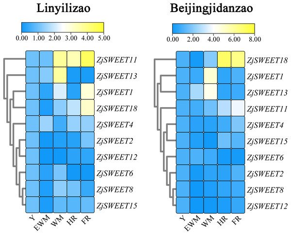 Heat maps of the relative expression of ZjSWEETs during fruit ripening in ‘Linyilizao’ and ‘Beijingjidanzao’.