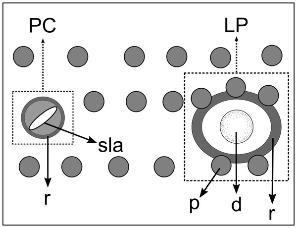 Schematic drawing of pore complex (PC) and lateral pore-like structures (LP) from the pharyngeal region of Pomponema longispiculum sp. nov.