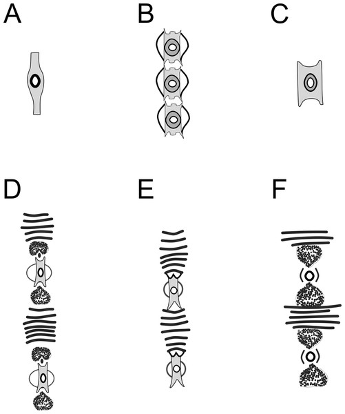Schematic drawing of precloacal supplements from Pomponema species, in the ventral view.