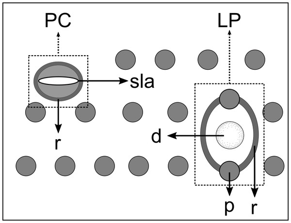 Schematic drawing of pore complex (PC) and lateral pore-like structures (LP) from the pharyngeal region of Biarmifer nesiotes sp. nov.