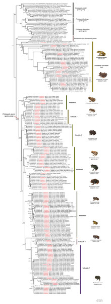 Maximum likelihood tree of the Pristimantis myersi species group and close relatives based on the mitochondrial gene 16S.