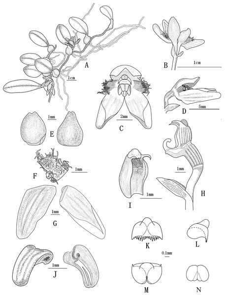 Bulbophyllum pilopetalum M. K. Li, J. P. Deng & Y. Luo. (All drawn from Y. Luo et al. 3521 by J. P. Deng).