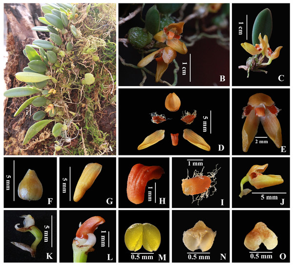 Bulbophyllum pilopetalum. M. K. Li, J. P. Deng & Y. Luo. (Photos from Y. Luo et al. 3521 by J. P. Deng in Bomi, Tibet, China).