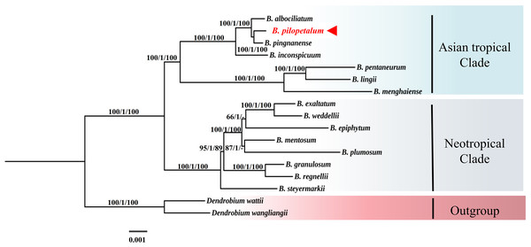 Phylogenetic position of Bulbophyllum pilopetalum based on maximum likelihood (ML), Bayesian inference (BI) and maximum parsimonious (MP) analysis of 74 protein-coding chloroplast genes from Bulbophyllum species.