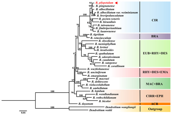 Phylogenetic position of Bulbophyllum pilopetalum based on Maximum Likelihood analysis of the combined nuclear (ITS) and chloroplast DNA sequence (matK and psbA-trnH).