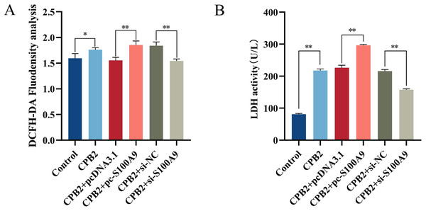 Detection of ROS (A) and LDH (B) in the CPB2 induced IPEC-J2 cells.