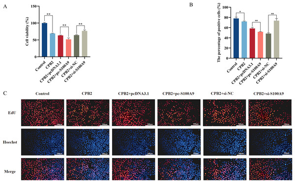 Effect of S100A9 on CPB2 toxin-induced IPEC-J2 cell viability and proliferation.