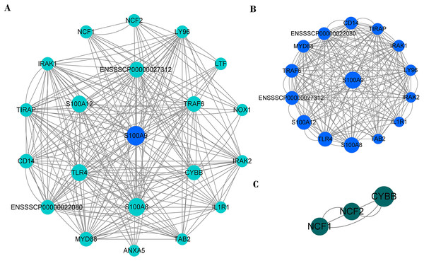 The PPI network of immune genes closely related to S100A9.