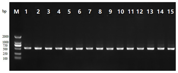 Gel electrophoresis of the PCR amplification product of V3-V4 region of 16S rRNA from 15 traditional fermented yak milk samples.