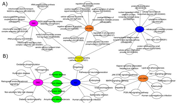 Biological processes (A) and signaling pathways (B) for the study groups AD (in blue), DM2 (in purple), and AD-DM2 (in orange).