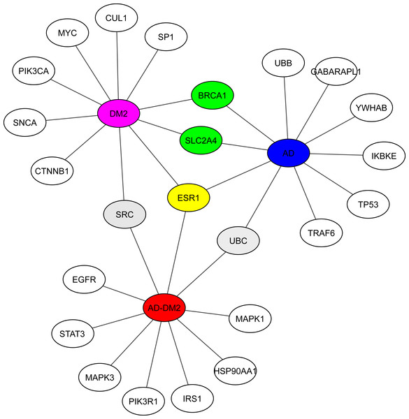 Hub proteins identified by EnrichR.