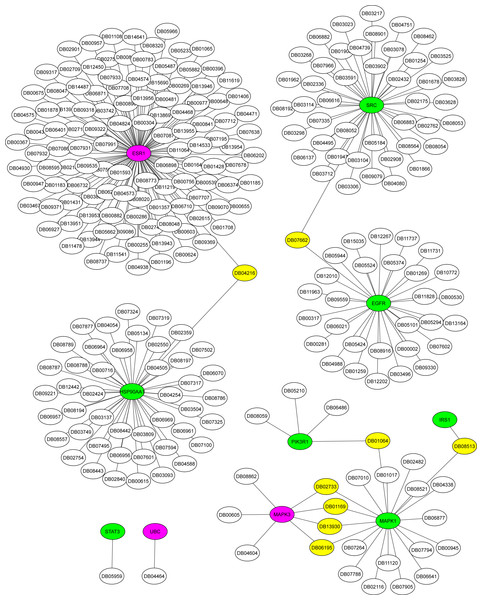 Drug-target network for hub proteins.