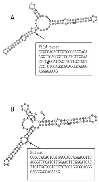 The influence of rs2074158 on mRNA centroid secondary structures of DHX58.