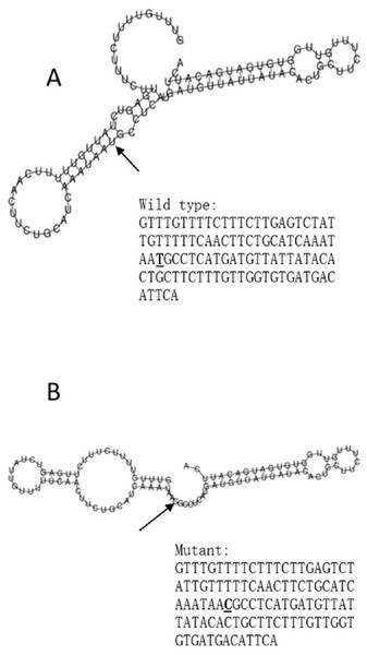 The influence of rs10930046 on mRNA centroid secondary structures of IFIH1.