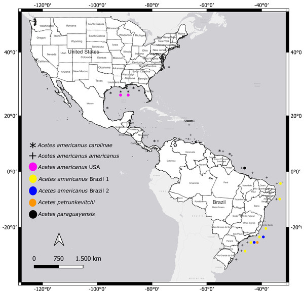 Distribution of studied species of Acetes in the Western Atlantic.