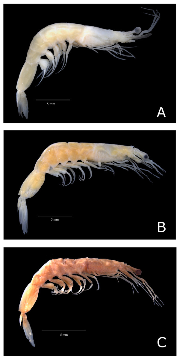 Genetic variation and cryptic lineage among the sergestid shrimp Acetes ...