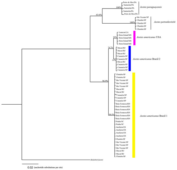 Phylogenetic reconstruction of Acetes based on 16mt marker.