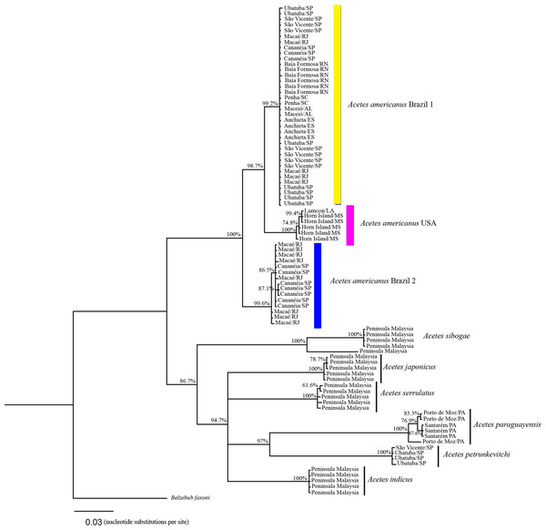 Phylogenetic reconstruction of Acetes based on COI marker.