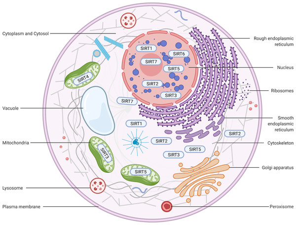 Implications of altered sirtuins in metabolic regulation and oral ...