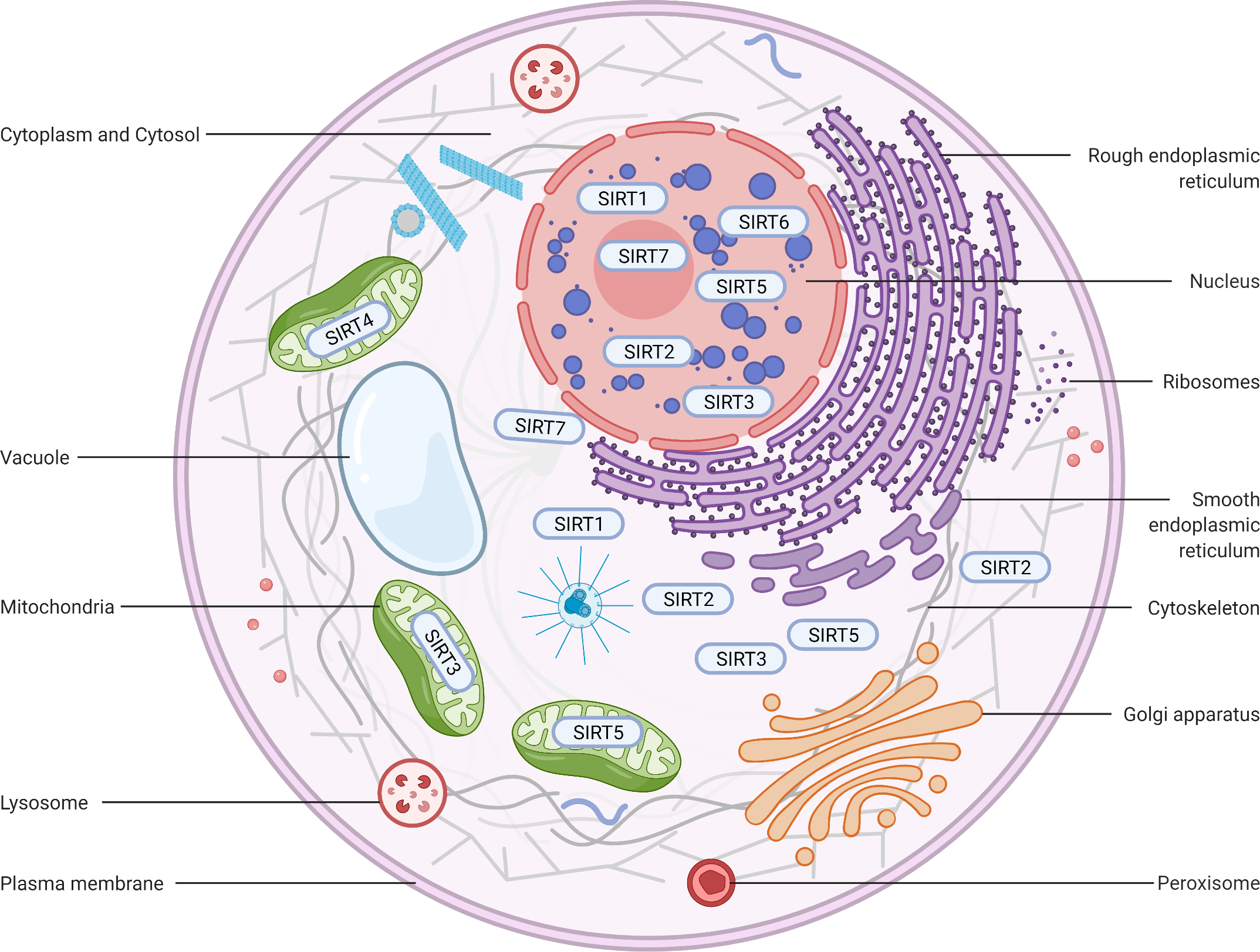 Implications of altered sirtuins in metabolic regulation and oral