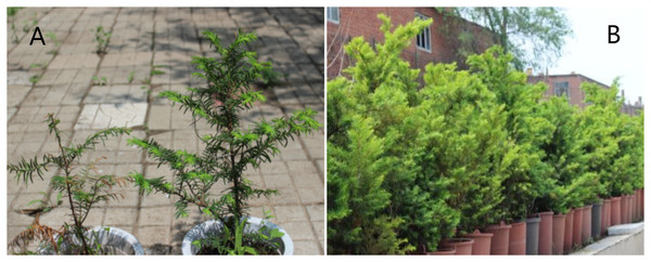 Appearance of seedling and sapling leaves of Taxus cuspidata grown under natural light for 90 days.