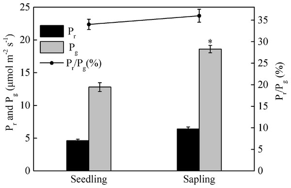 Photorespiration (Pr), gross photosynthetic rate (Pg), and the ratio of photorespiration to gross photosynthetic rate (Pr/Pg) in sapling and seedling leaves.