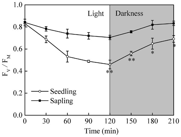 The change in Fv/Fm in sapling and seedling leaves under 1,200 μmol·m−2·s−1 PFD for 120 min and recovery under dark conditions for 90 min.